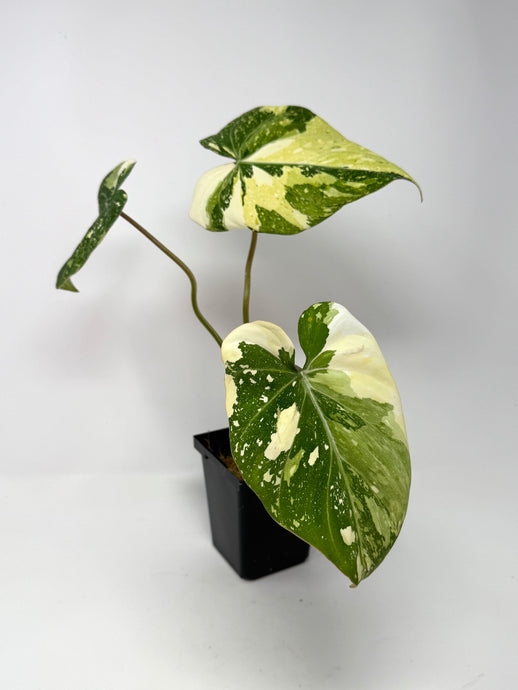 Philodendron Gloriosum Variegated C