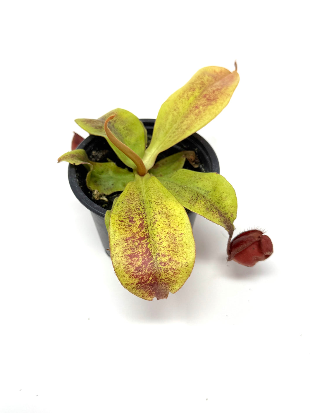 Nepenthes Mirabilis