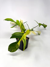 Load image into Gallery viewer, Philodendron Florida Beauty G