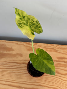 265. Alocasia Odora Yellow Variegated