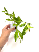 Load image into Gallery viewer, Aeschynanthus Radicans Variegated