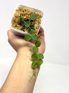 Hoya Serpens