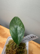 Load image into Gallery viewer, 173. Hoya Coriacea Silver