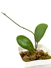Load image into Gallery viewer, Hoya Erythrostemma Silver
