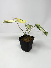 Load image into Gallery viewer, Philodendron Gloriosum Variegated F