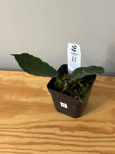 Load image into Gallery viewer, 42. Hoya Inflata