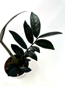 Zamioculcas Zamiifolia ‘Raven’