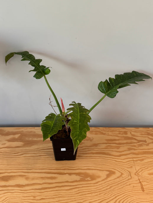 279. Philodendron Ring of Fire