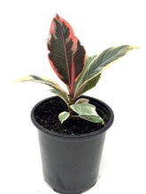 Load image into Gallery viewer, Ficus Elastica Ruby