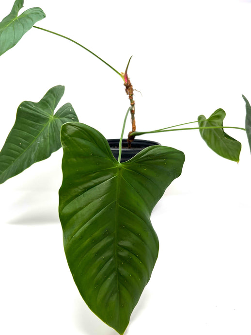 Philodendron Tenue (Large)
