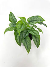 Load image into Gallery viewer, Monstera Siltepecana