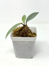Load image into Gallery viewer, Hoya Wilbur Graves Silver B