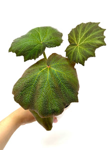 Begonia Boomer