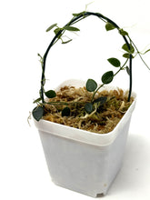 Load image into Gallery viewer, Hoya Pulleana (IM02)