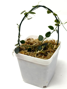 Hoya Pulleana (IM02)