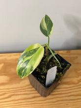 Load image into Gallery viewer, 85. Philodendron Bipennifolium Variegated