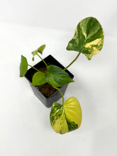 Load image into Gallery viewer, Homalomena Rubescens Variegated A