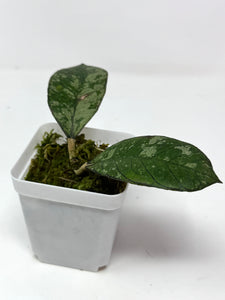 Hoya Gunung Gading Silver Ghost E