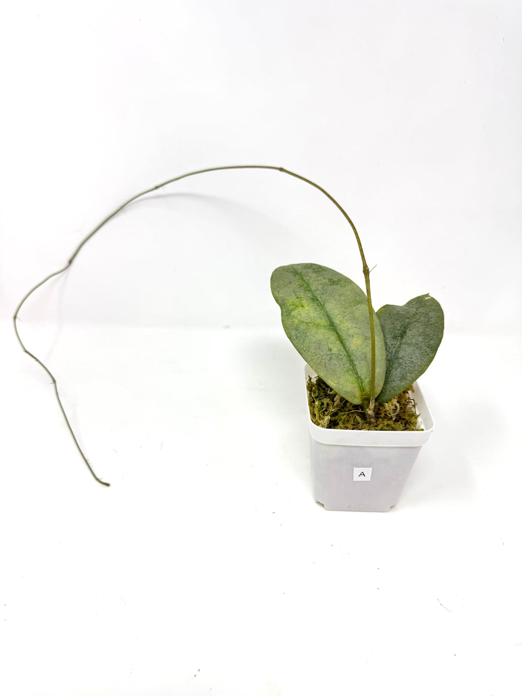 Hoya Mitrata Silver A