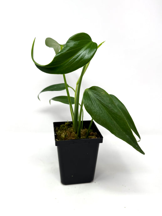 Philodendron Burle Marx Flame F
