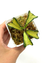 Load image into Gallery viewer, Hoya Manipurensis Variegated D