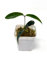 Load image into Gallery viewer, Hoya Chloranthae