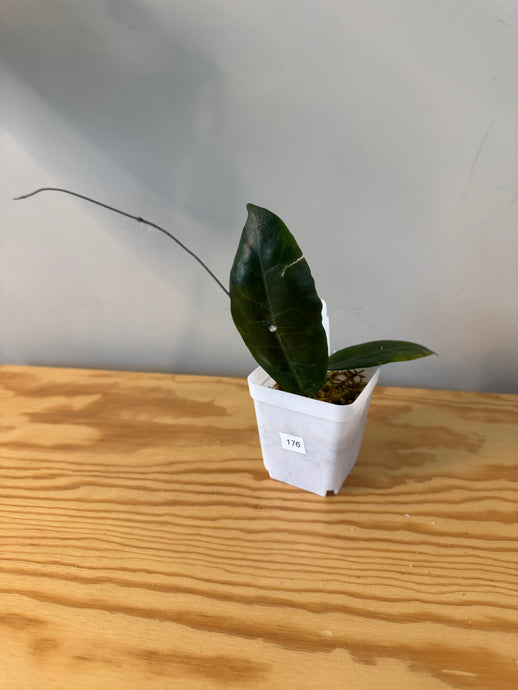 176. Hoya Megalaster