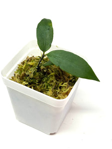 Hoya Liwa
