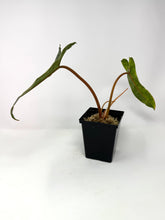 Load image into Gallery viewer, Philodendron Billietiae Variegated E