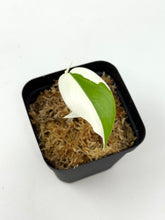 Load image into Gallery viewer, Monstera Deliciosa Albo Variegated (juvenile) B