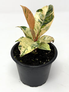 Ficus Shivereana Moonshine (Ships within Canada only)