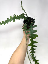 Load image into Gallery viewer, Epiphyllum Anguliger ‘Fishbone Cactus’ (Ships within Canada only)