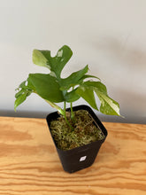 Load image into Gallery viewer, 23. Rhaphidophora Tetrasperma Variegated