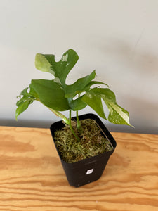 23. Rhaphidophora Tetrasperma Variegated