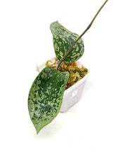 Load image into Gallery viewer, Hoya Glabra Silver C