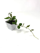 Load image into Gallery viewer, Hoya Bilobata