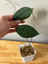 Load image into Gallery viewer, 40. Hoya Caudata Silver Ghost