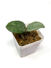Load image into Gallery viewer, Hoya Carnosa ‘Grey Ghost’