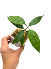 Load image into Gallery viewer, Hoya Multiflora Splash