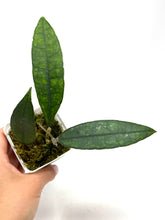 Load image into Gallery viewer, Hoya Finlaysonii ‘Angel’