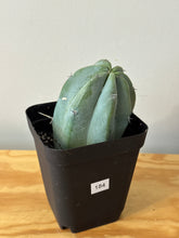 Load image into Gallery viewer, 184. Myrtillocactus Geometrizans- ships within Canada only