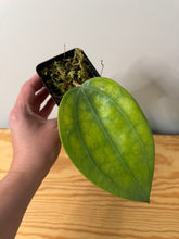 Load image into Gallery viewer, 12. Hoya Clandestina