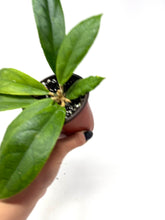 Load image into Gallery viewer, Hoya Finlaysonii cv. Lalia