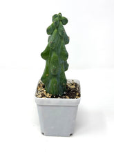 Load image into Gallery viewer, Myrtillocactus Geometrizans Fukurokuryuzinboku (Small Size) &#39;Boobie Cactus&#39; - Ships within Canada only