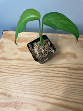 Load image into Gallery viewer, 214. Monstera Esqueleto (juvenile)