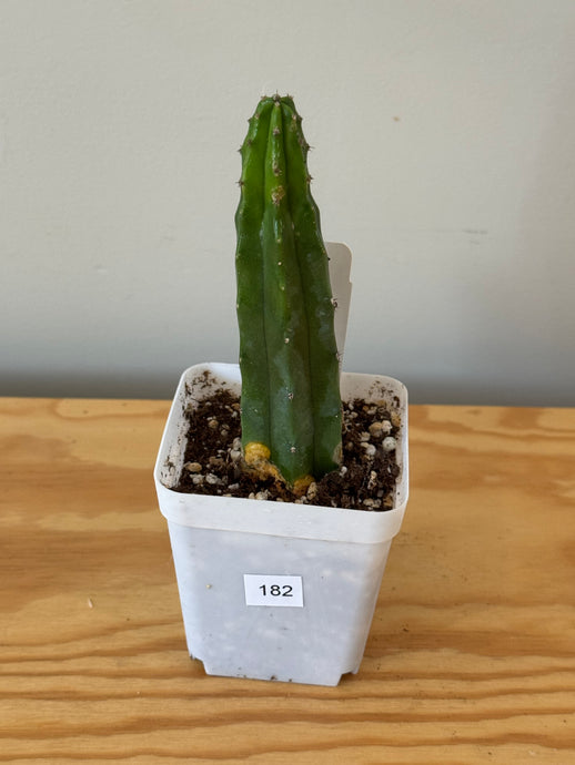 182. Myrtillocactus Geometrizans - Ships within Canada only