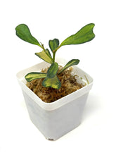 Load image into Gallery viewer, Hoya Manipurensis Variegated