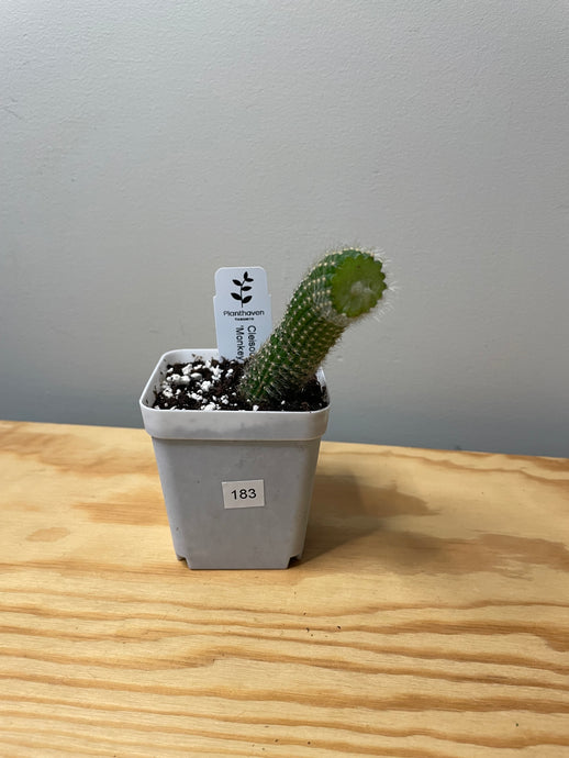 183. Cleistocactus Colademononis “Monkey Tail Cactus” (Long hair variant) - Ships within Canada only