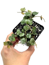 Load image into Gallery viewer, Hoya Curtisii