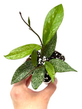 Load image into Gallery viewer, Hoya Pubicalyx Silver